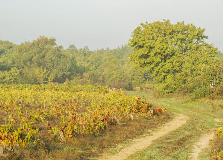 VIGNES ET CAMPAGNE CIRCUIT N°3