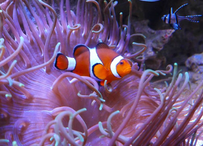 AQUARIUM DE VENDÉE